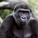 Tracing the origins of 'George' the Gorilla