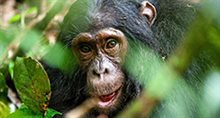 A rare heart bone is discovered in Chimpanzees
