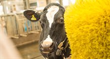 Better way of measuring reveals ideal dairy cow living space