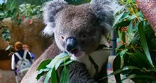 New breakthrough in tackling killer viruses threatening declining koala populations