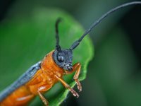 UK Edible Insect Association farmed insect protein conference, 9-10 January 2025