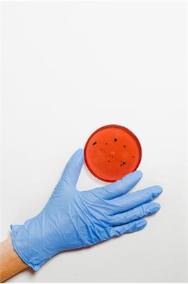 Blue gloved hand holding a red circular petri dish