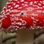 The Magic of Mushrooms - BBC FOUR