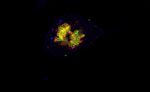6mA vs 5mC in LN18 mitotic cells with DAPI as counterstain