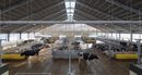 Large, airy barns designed for cow comfort