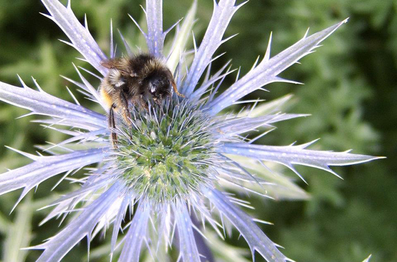 City of Bees – an illustrated talk