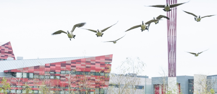 canadian geese jubilee