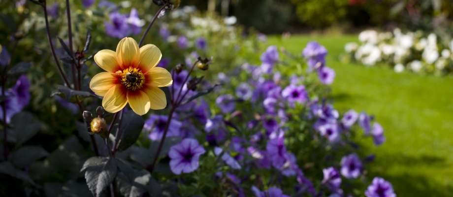 Flowers on University Park