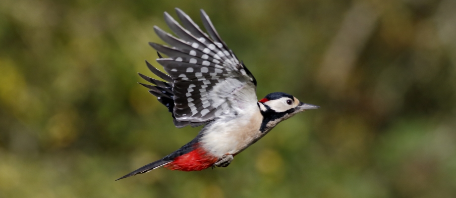 great spotted woodpecker