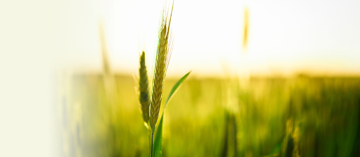 Wild Wheat: diversifying the genetics of modern wheat to secure future food security