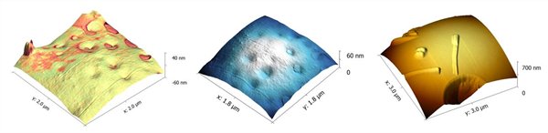 AFM topographical and mechanical images of polymeric microspheres