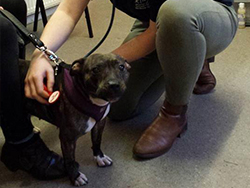 Vets in the Community student examines dog at clinic