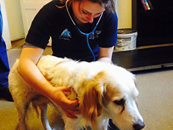 Vets in the Community student treats dog at clinic