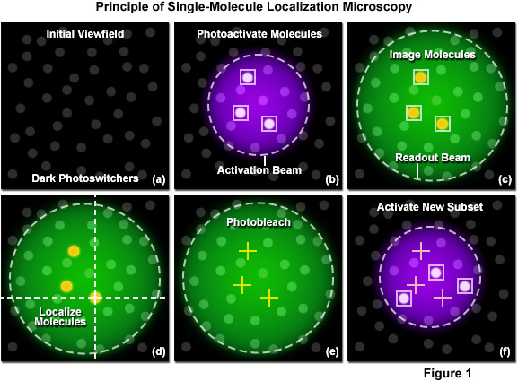 Single-Molecule Localization Microscopy