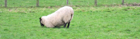 Lame-Sheep-PR