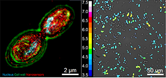 Real-time measurement of the intracellular pH of yeast cells....