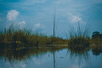 Image of a wetland in low light