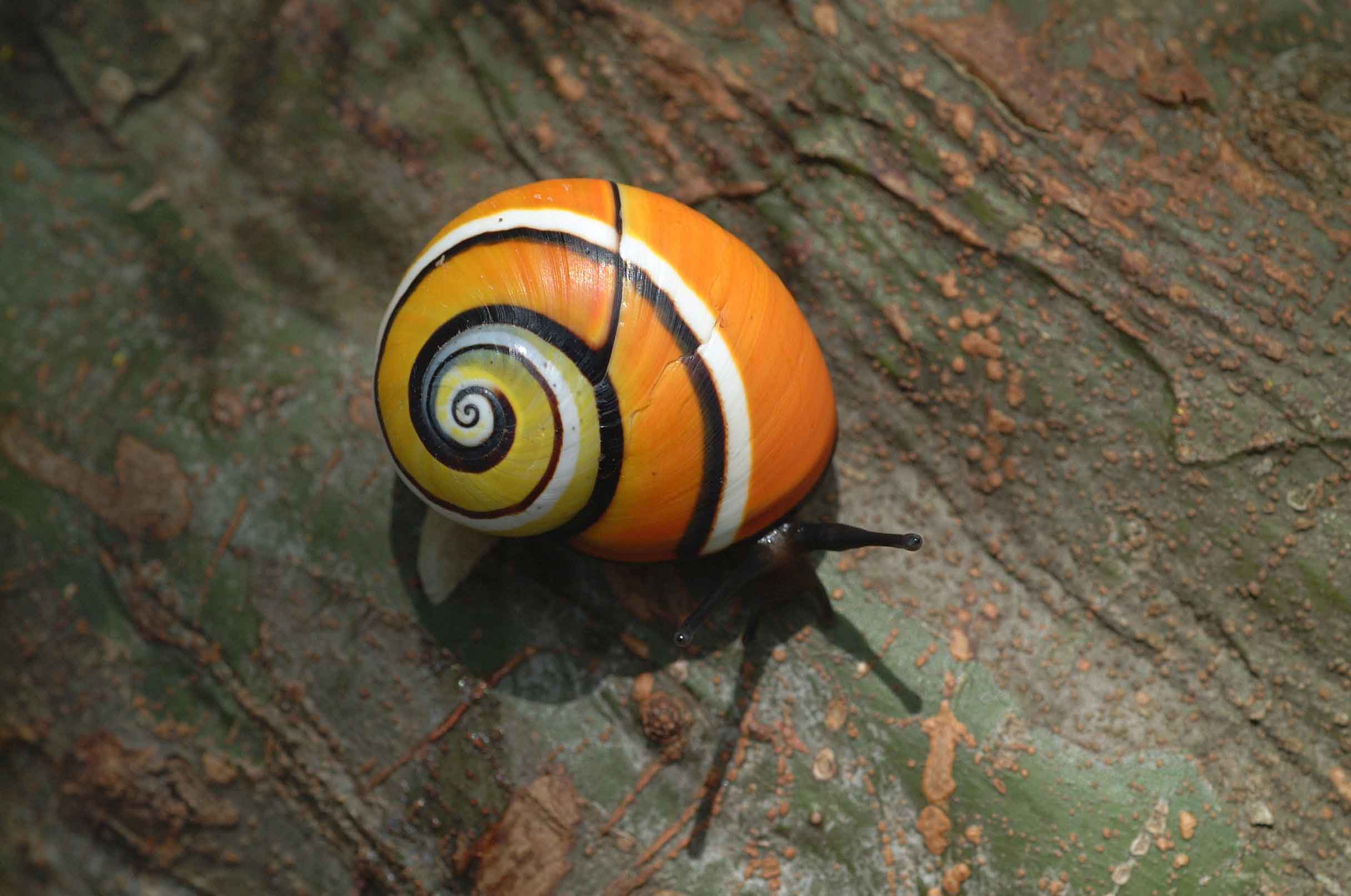 10 Most Beautiful Snails In The World 
