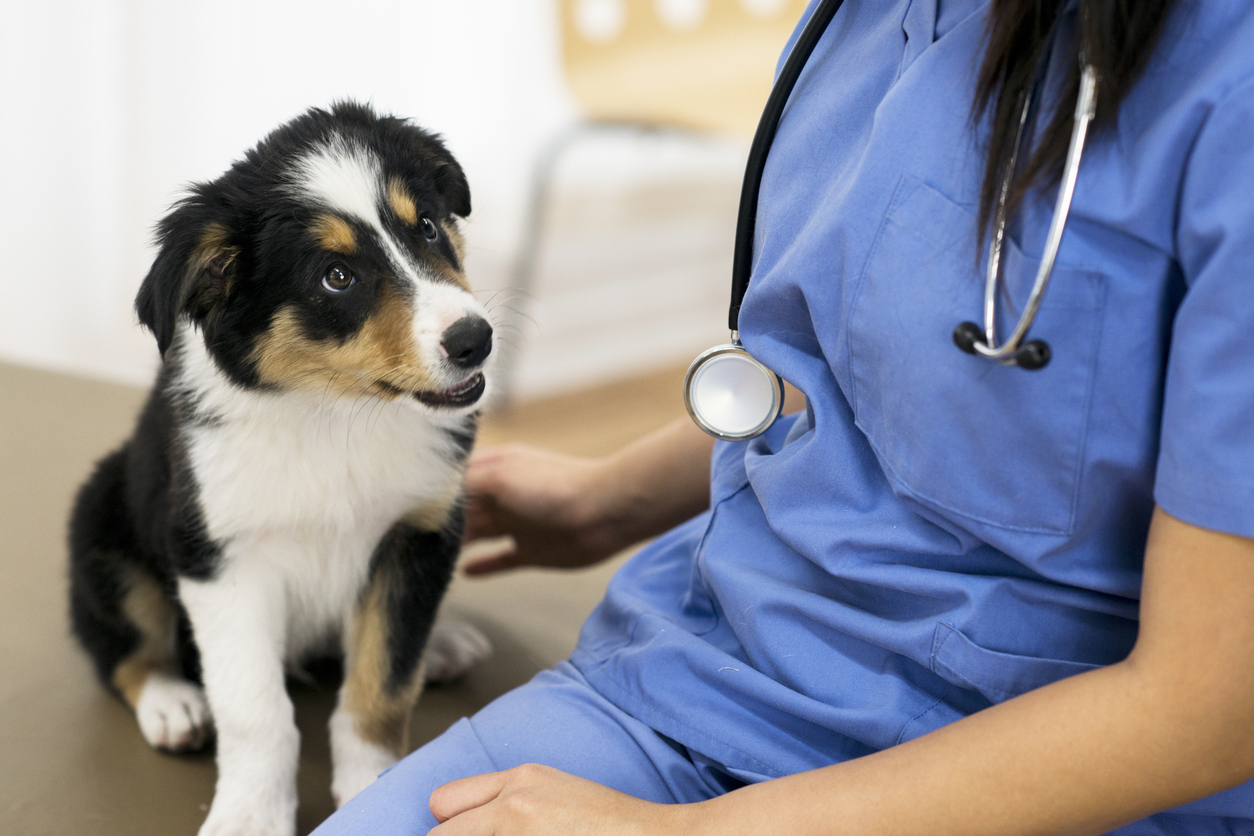 dog in medical setting