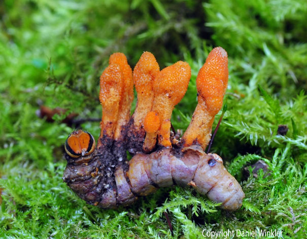 CaterpillarCordyceps