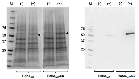 Secretion of recombinant BabA547 and BabA547-6k into the perplasmic space