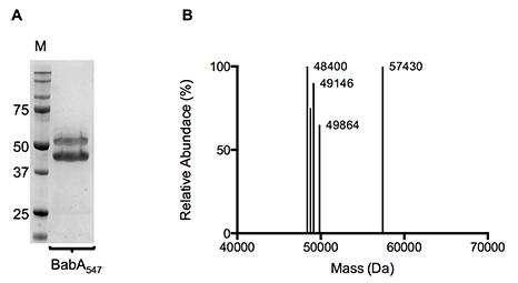 (A) Coomassie stained SDS-PAGE geln and (B) Molecular mass profile of purified BabA547-6k