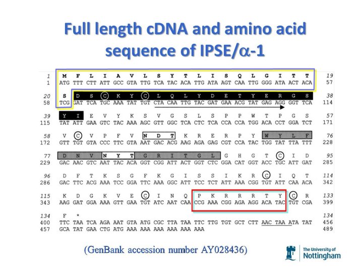 Full length cDNA and amino acid sequence of IPSE