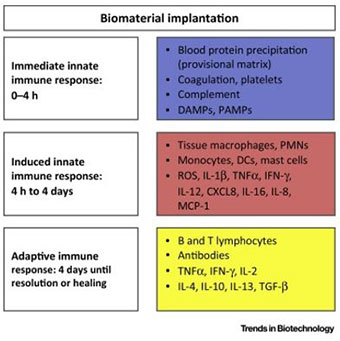 Biomaterial Implantation - Immediate innate immune respinse 0-4 hrs, Induced innate immune response (4h to 4 days), adaptive immune response (4 days until resolution or healing)