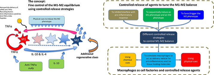 Delivery-strategies to control inflammatory response: Modulating M1-M2 polarization in tissue engineering applications