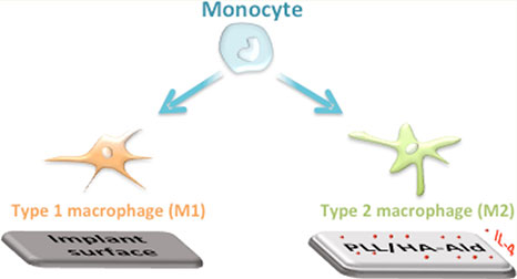 Monocytes split into macrophages M I (implant surface) and M II (PLL/HA-ald)