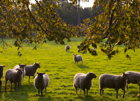 Sheep in fields on the Sutton Bonington Campus