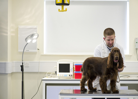 A student examining a dog