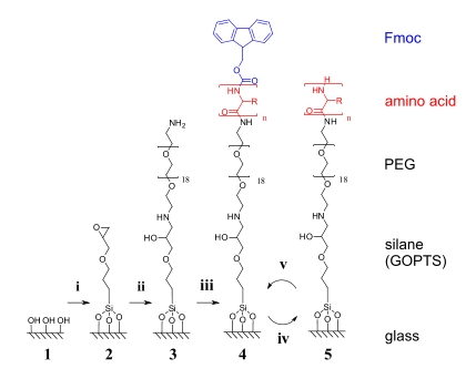 Construction of peptide surfaces with controlled amino acid sequences directly on the surface using a solid phase peptide synthesis-like approach. Glass surfaces are functionalised with epoxy groups to attach a short PEG-diamine spacer which provides a flexible, amine functionalised surface from where solid phase peptide synthesis is carried out directly on the glass surface. Peptide sequences are thus built up stepwise from the solid substrate using Fmoc-protected amino acids.