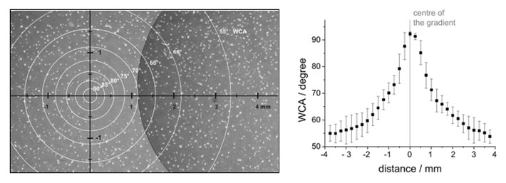 Hippocampal neurons on a radial wettability gradient (left) and profile of the wettability gradient (right). Hippocampal neurons were cultures on wettability gradients prepared by plasma deposition of hexane through a pinhole mask. The gradient was analysed by water contact angle (WCA) measurements. The number of neurons adhering to the surface decreased towards the centre of the gradient, where the surface became more hydrophobic.