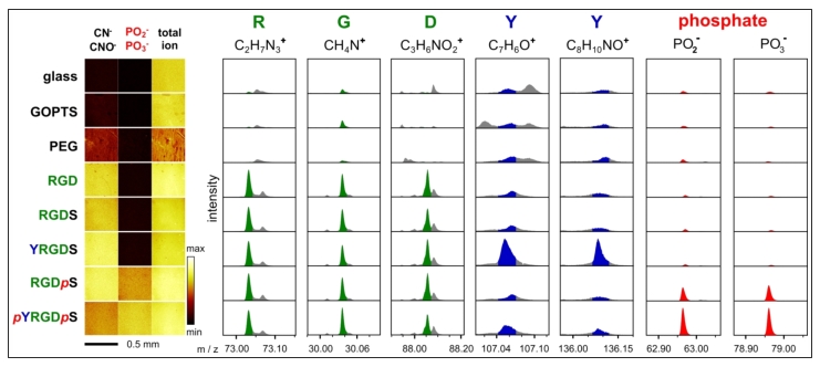 ToF-SIMS data of enzyme responsive peptide surfaces. Various phosphorylated and non-phosphorylated peptide surfaces were analysed by ToF-SIMS. ToF-SIMS images show a homogeneous distribution of mass fragments associated with peptides (CN- and CNO-) and phosphates. Mass fragments for each amino acid (except serine) and the phosphate groups were identified and shown to be present on the appropriate peptide surface.