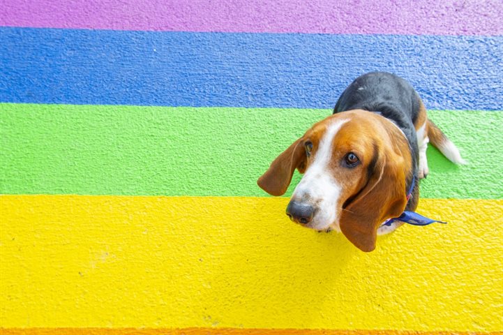 A dog on a rainbow-coloured pavement
