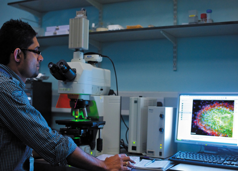 Research Fellow using a microscope to look at a heart cell
