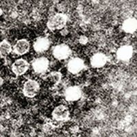 Parvoviruses