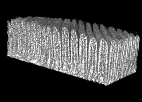 Micro-CT-scan-of-lamellae-from-an-equine-foot