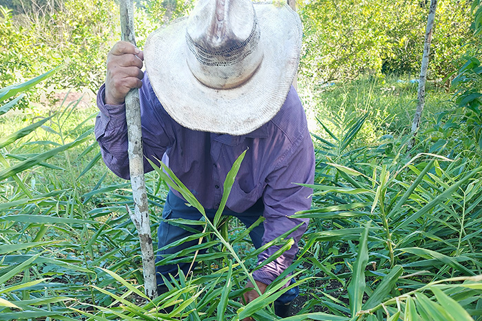Smallholder farmer working his land in the Cayo District