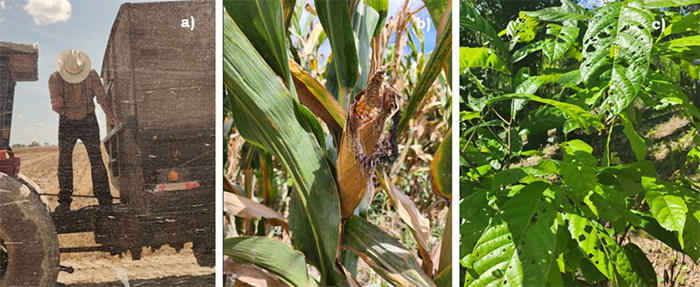 Mennonite harvesting sorghum; Maize during drought; Cocoa plant affected by pest damage