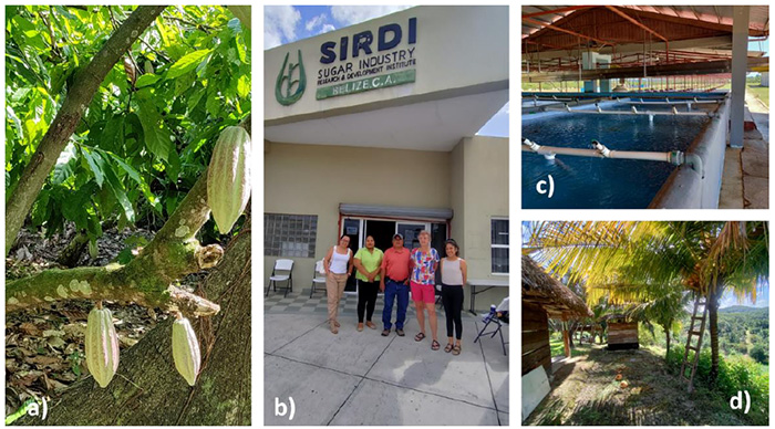 Figure 3. a) Cacao in S in Belize, b) visit to Sugar Cane Industry Research Institute, c) washing tanks at banana plantation, d) small holding W C Belize