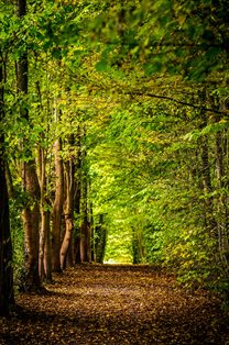 View of a forest path (photo by David Bruyndonckx on Unsplash)