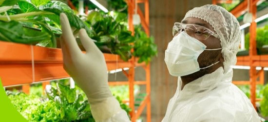 Researcher in white PPE inspecting plants growing in lab