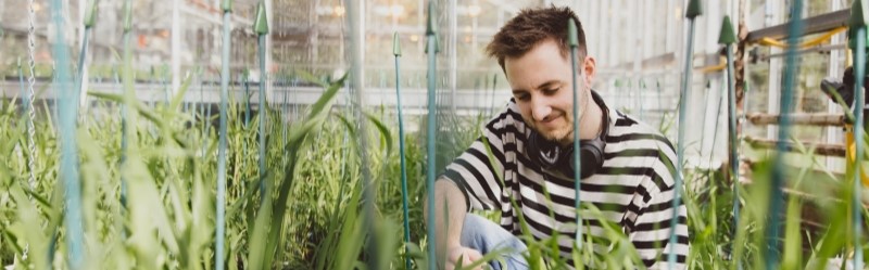 Researcher wearing earphones in greenhouse examining plants