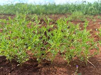 Picture of a lentil plant growing in a field