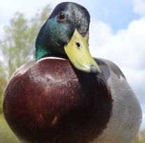 Gemma Baker's photo competition entry of a mallard