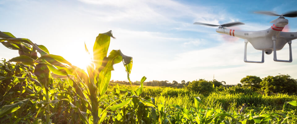 Tackling Malawi's Hidden Hunger