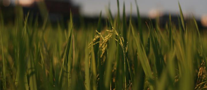 Photo of grain in a field. 