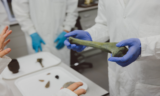 A person holding an ancient bone